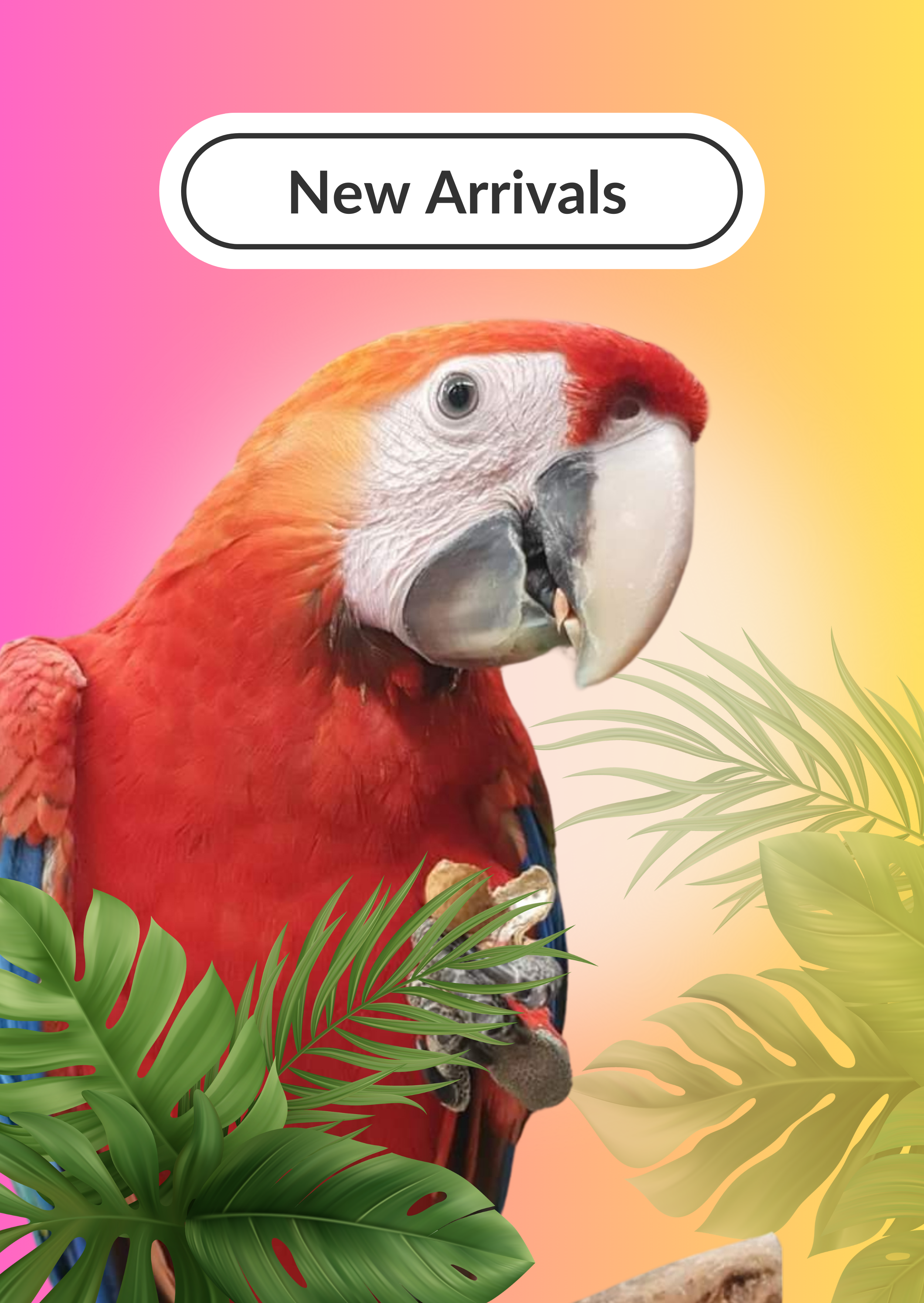New Arrivals – South Australian Bird Company