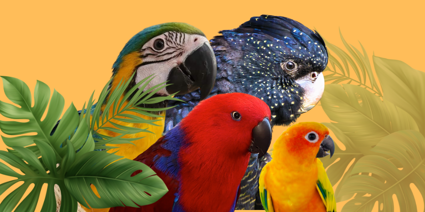 Welcome to our Bird Stands Products